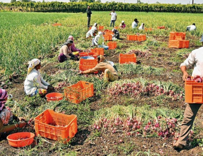 महाराष्ट्र क्यों है देश का ‘प्याज हब’? इसे कहते हैं एशिया का सबसे बड़ी मंडी, जानें यहां का राज