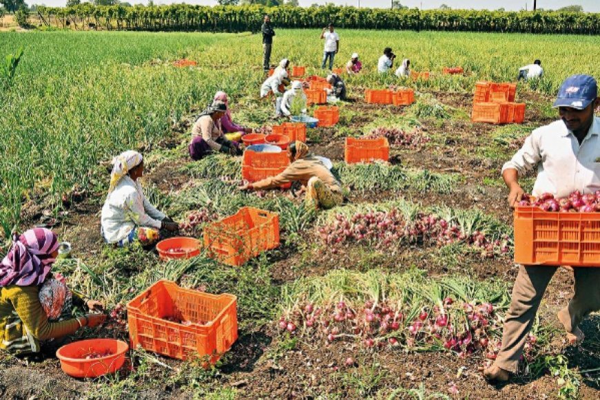 महाराष्ट्र क्यों है देश का ‘प्याज हब’? इसे कहते हैं एशिया का सबसे बड़ी मंडी, जानें यहां का राज