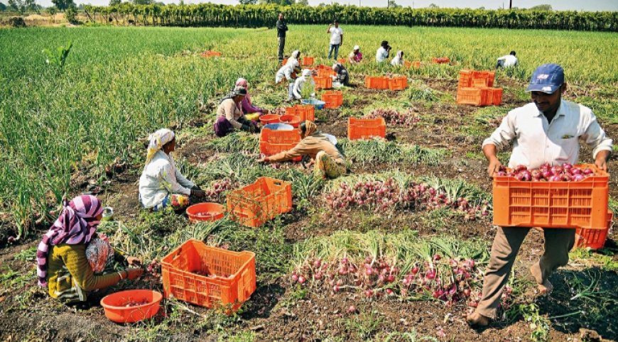 महाराष्ट्र क्यों है देश का ‘प्याज हब’? इसे कहते हैं एशिया का सबसे बड़ी मंडी, जानें यहां का राज