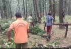 संजय टाइगर रिजर्व में हरे पेड़ों की कटाई का आरोप, दुवरी रेंज के चिंगवाह बीट का मामला,वीडियो वायरल