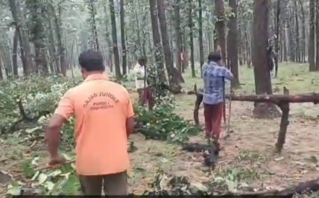 संजय टाइगर रिजर्व में हरे पेड़ों की कटाई का आरोप, दुवरी रेंज के चिंगवाह बीट का मामला,वीडियो वायरल