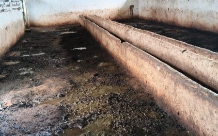 Sidhi,Majhouli News: नरक बनी मधुवन गौशाला, कीचड़-गंदगी में गौवंश, पैसे लेने का आरोप
