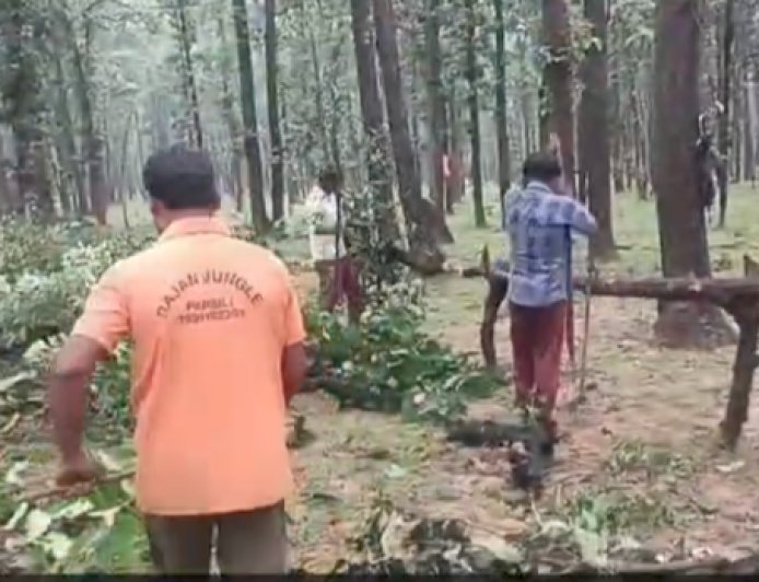 संजय टाइगर रिजर्व में हरे पेड़ों की कटाई का आरोप, दुवरी रेंज के चिंगवाह बीट का मामला,वीडियो वायरल