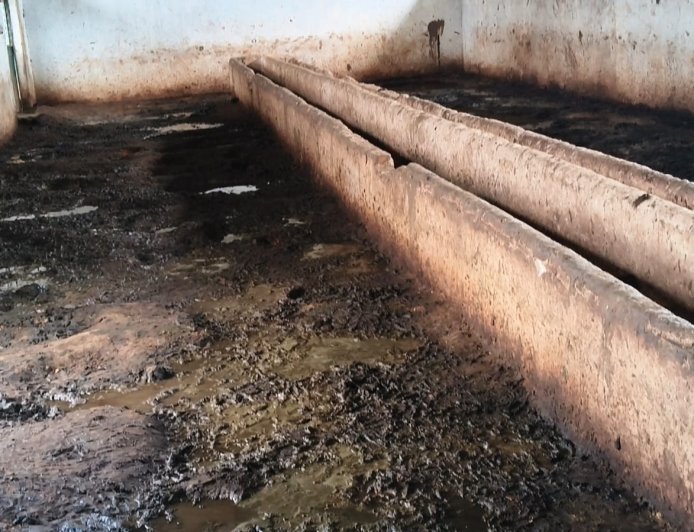 Sidhi,Majhouli News: नरक बनी मधुवन गौशाला, कीचड़-गंदगी में गौवंश, पैसे लेने का आरोप