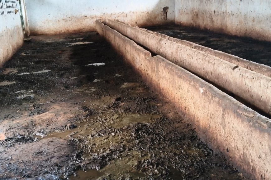 Sidhi,Majhouli News: नरक बनी मधुवन गौशाला, कीचड़-गंदगी में गौवंश, पैसे लेने का आरोप
