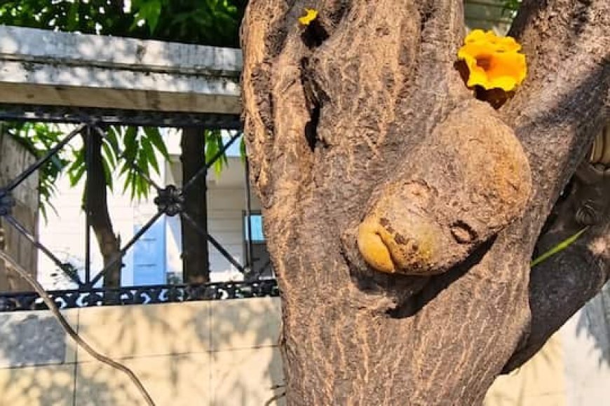पेड़ के तने में दिखा ‘हनुमान अंश’, ऑटो चालक को मिली सरकारी नौकरी; दर्शन के लिए उमड़ रही भारी भीड़