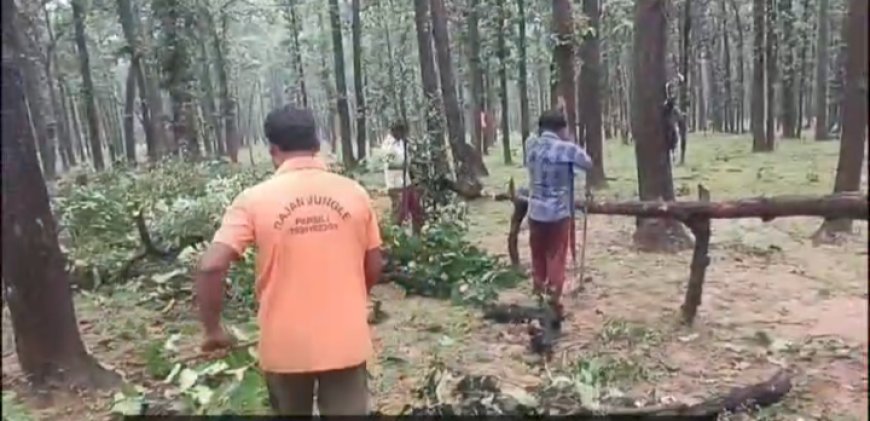 संजय टाइगर रिजर्व में हरे पेड़ों की कटाई का आरोप, दुवरी रेंज के चिंगवाह बीट का मामला,वीडियो वायरल