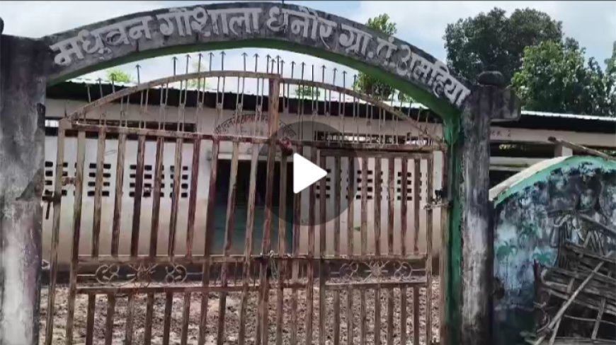 Sidhi,Majhouli News: नरक बनी मधुवन गौशाला, कीचड़-गंदगी में गौवंश, पैसे लेने का आरोप