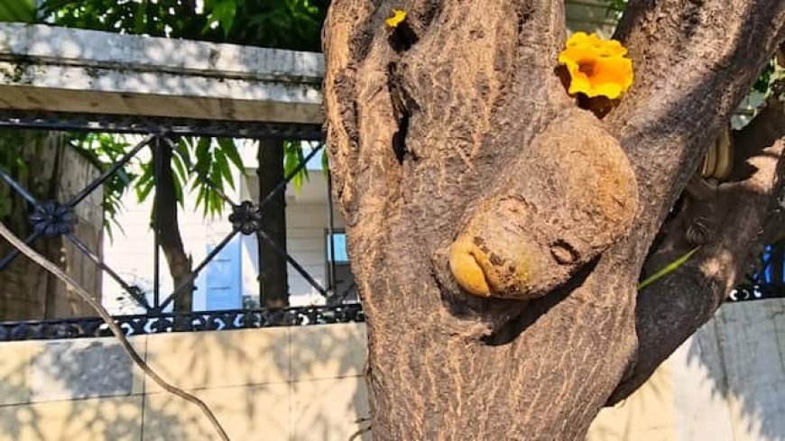 पेड़ के तने में दिखा ‘हनुमान अंश’, ऑटो चालक को मिली सरकारी नौकरी; दर्शन के लिए उमड़ रही भारी भीड़