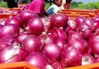 प्याज के दाम में गिरावट, जानिए मंडी में अब कितनी हुई कीमत