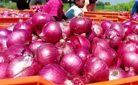 प्याज के दाम में गिरावट, जानिए मंडी में अब कितनी हुई कीमत