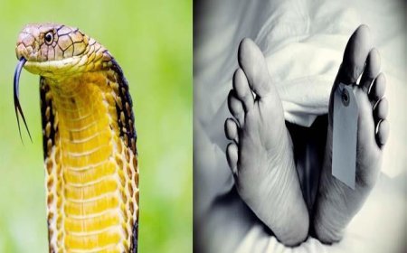 खेत में काम करते समय महिला को सांप ने काटा, झाड़-फूंक के दौरान मौत
