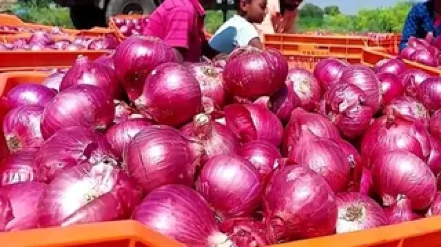 प्याज के दाम में गिरावट, जानिए मंडी में अब कितनी हुई कीमत