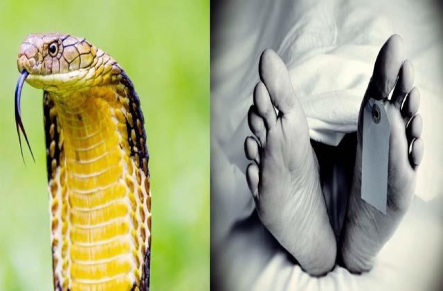 खेत में काम करते समय महिला को सांप ने काटा, झाड़-फूंक के दौरान मौत